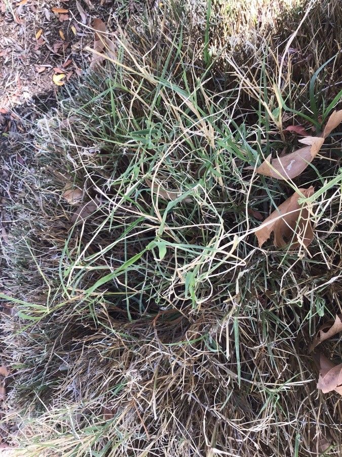 Erinacea anthyllis — search result for 'Anthyllis'