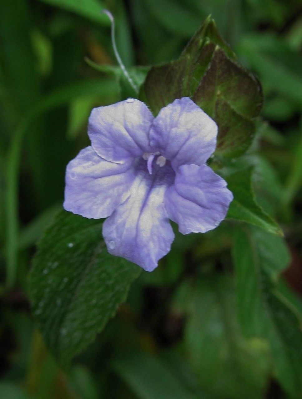 Ruellia costaricensis flower