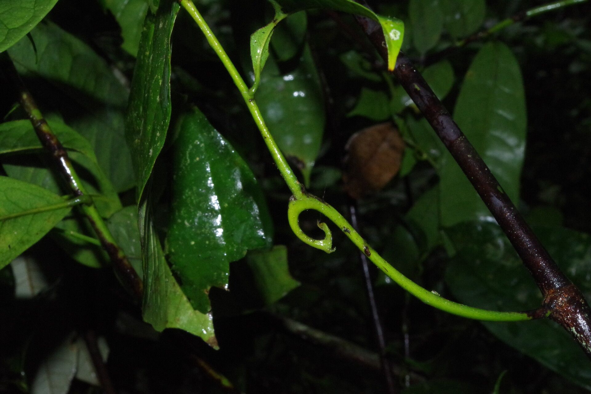 Artabotrys insignis other