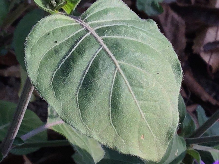 Hypoestes aristata — search result for 'Acanthaceae'