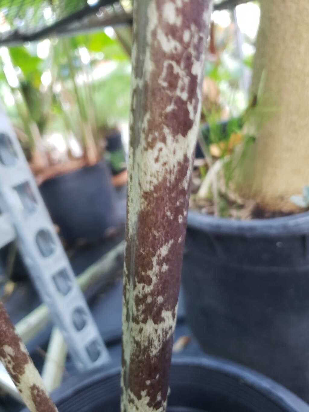 Gonatopus boivinii bark