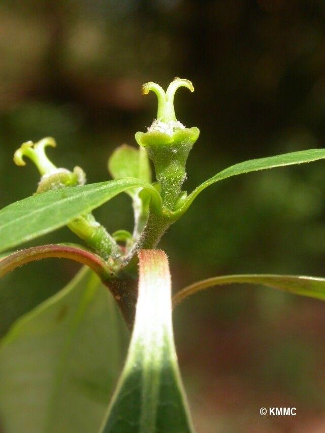 Euphorbia pervilleana fruit