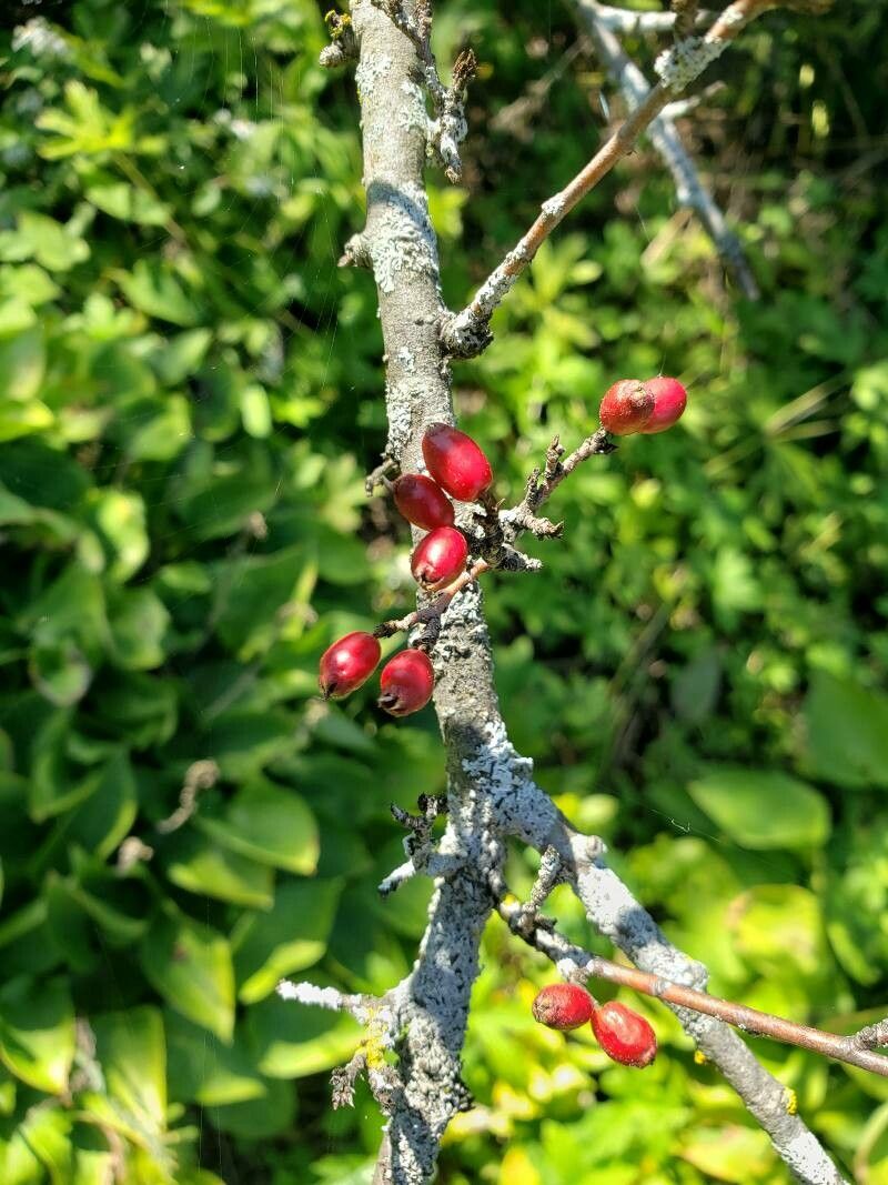 Cotoneaster dielsianus fruit