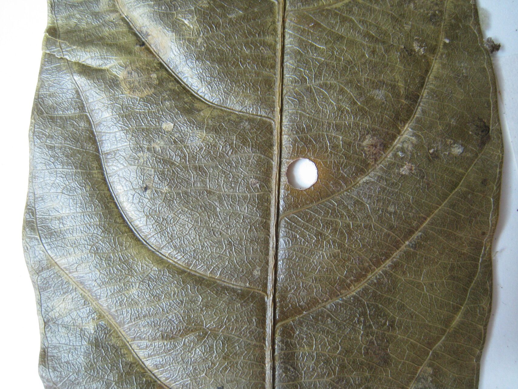 Salacia insignis other