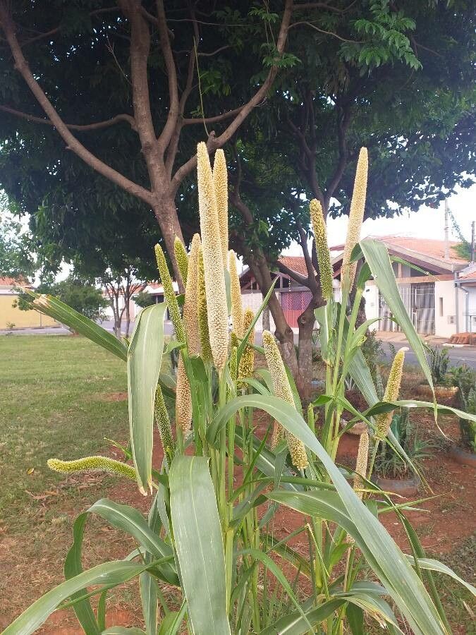 Cenchrus americanus fruit
