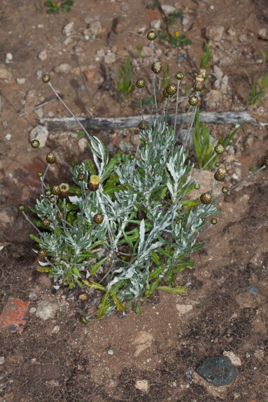 Phagnalon rupestre — houseplant care guide