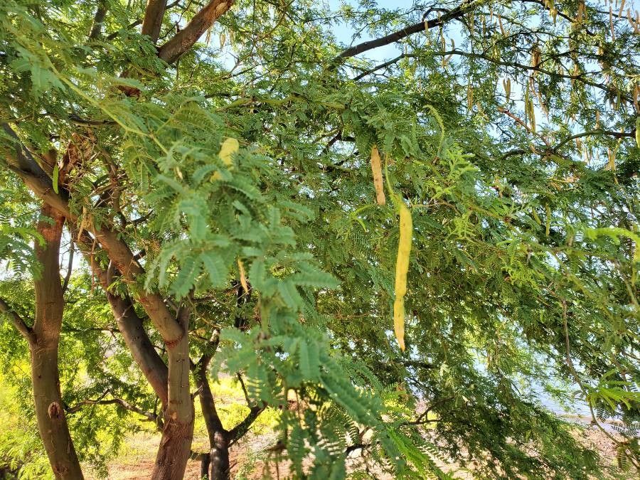 Prosopis pallida fruit