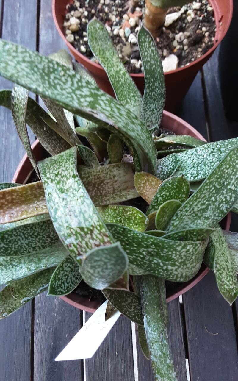 Gasteria brachyphylla leaf