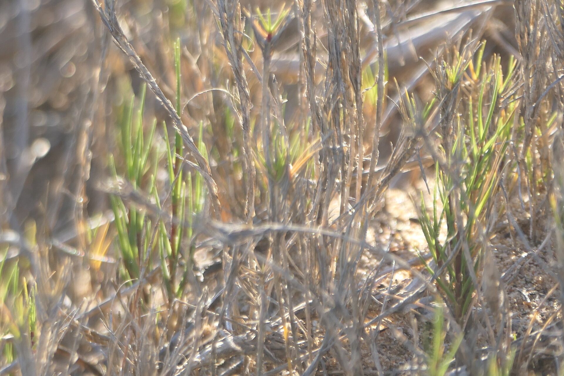 Aspalathus linearis — houseplant care guide