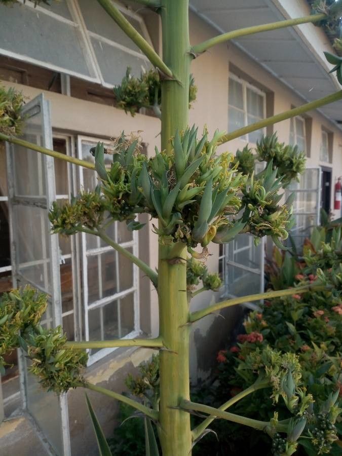 Agave desmettiana flower