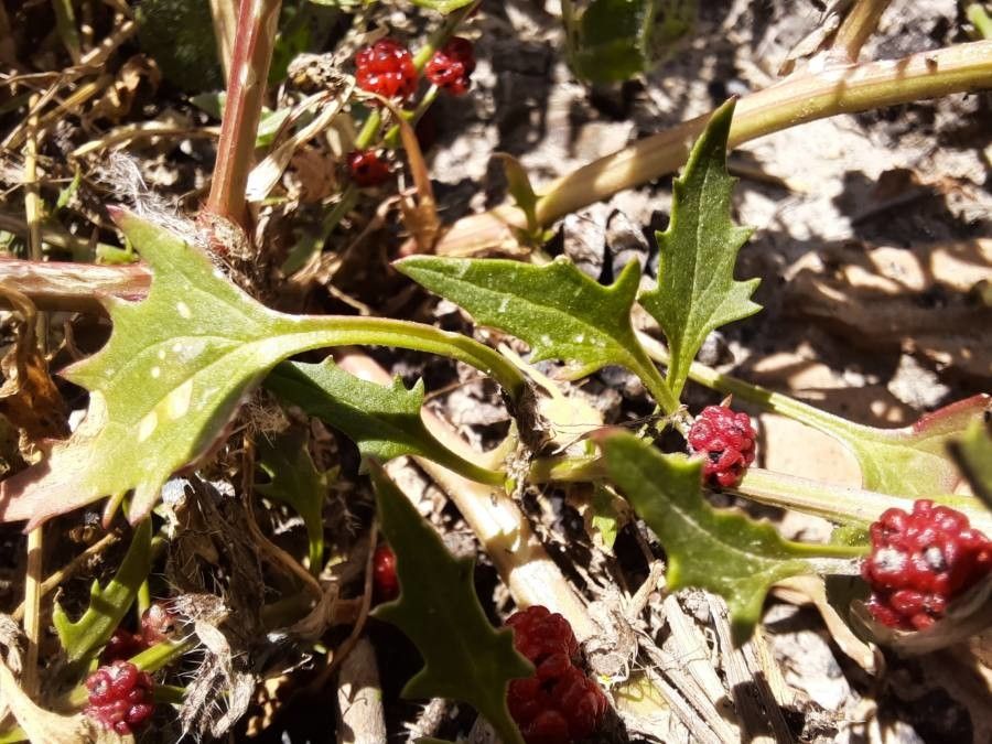 Blitum virgatum — search result for 'Chenopodium'