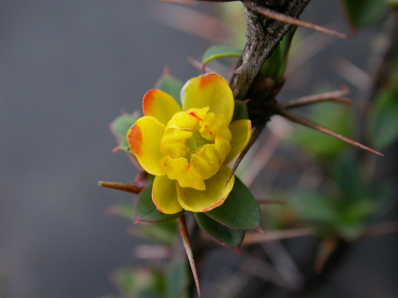 Berberis tsarica — houseplant care guide