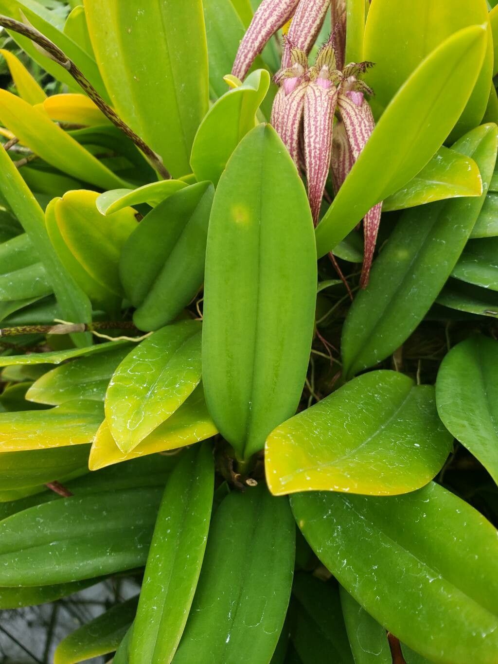 Bulbophyllum longissimum — houseplant care guide