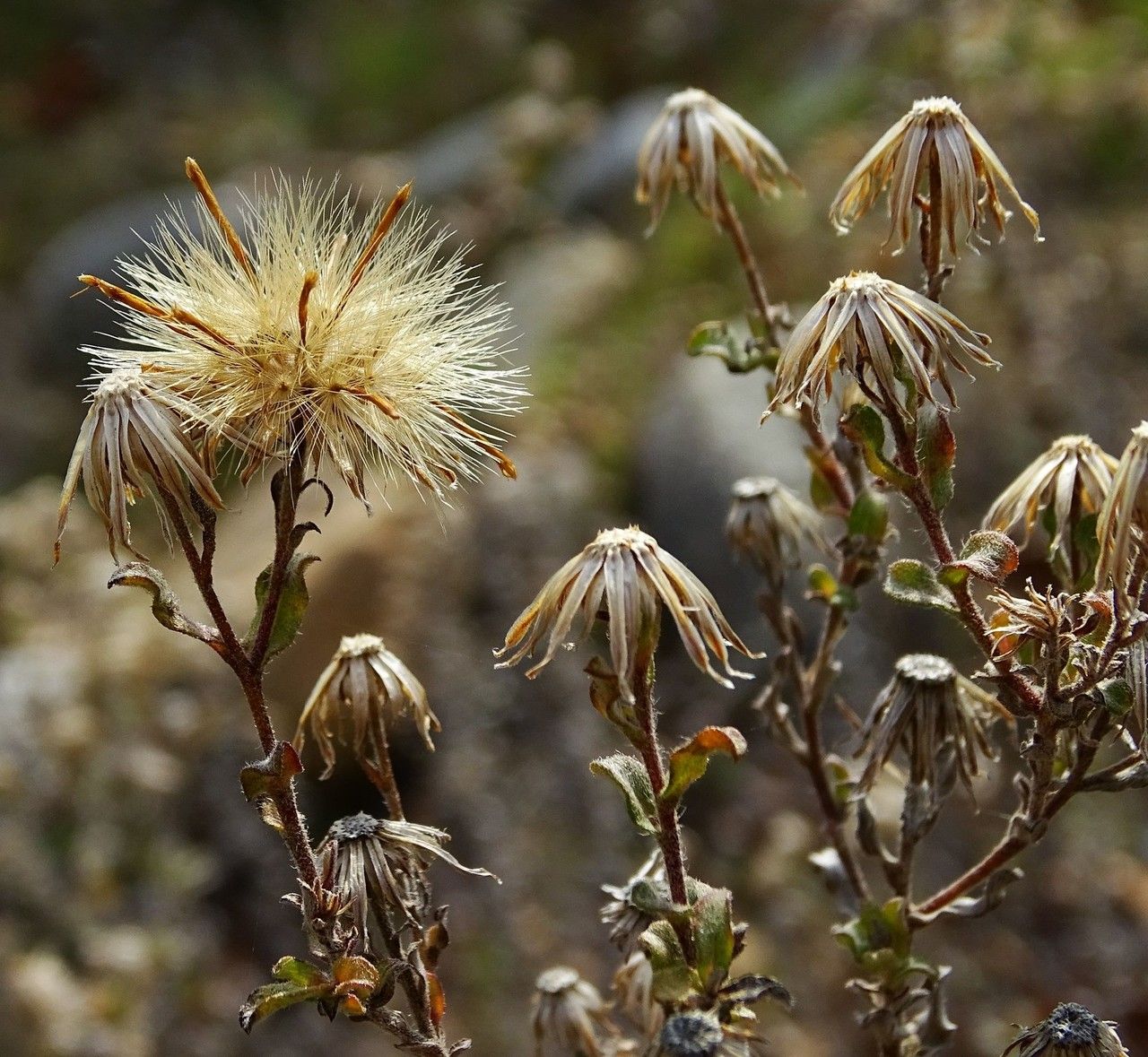 Heterotheca sessiliflora flower