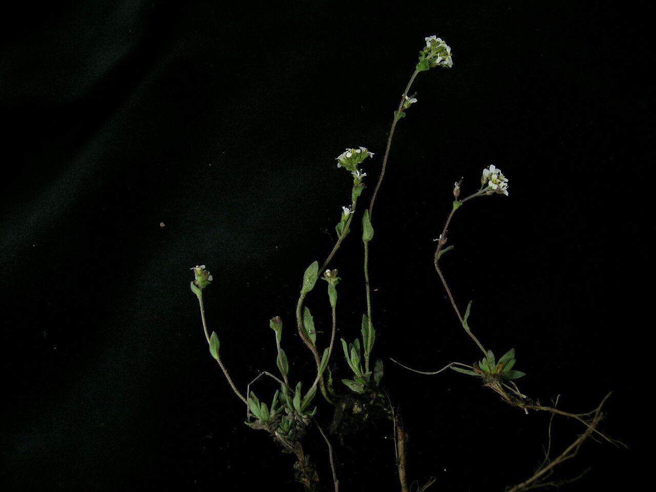 Draba stenobotrys habit