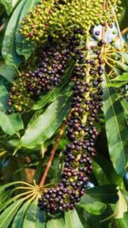 Heptapleurum taiwanianum fruit