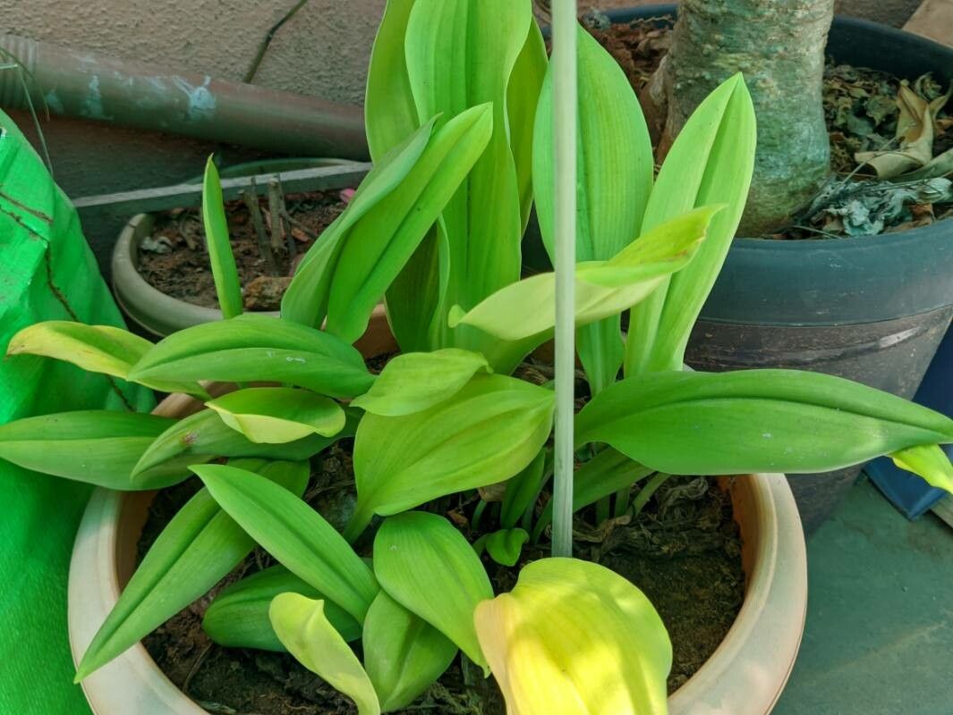 Eucrosia bicolor — houseplant care guide