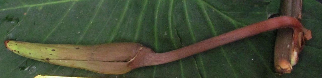 Homalomena wendlandii fruit