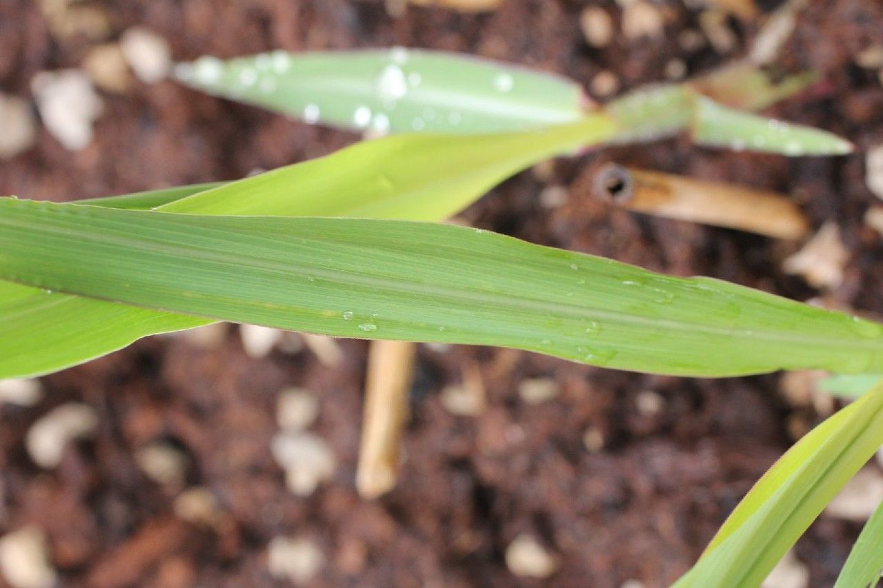 Miscanthus × giganteus — search result for 'Bamboo'