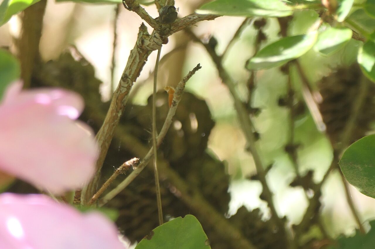 Rhododendron callimorphum bark