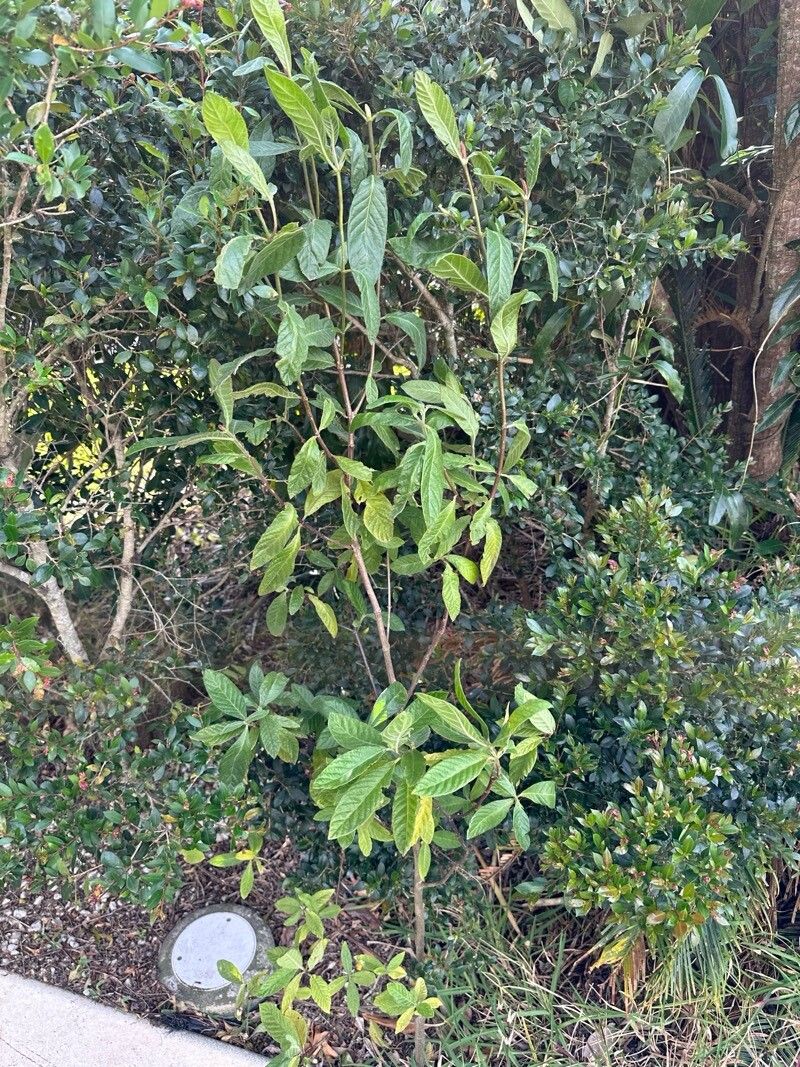 Psychotria loniceroides habit