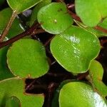 Muehlenbeckia complexa