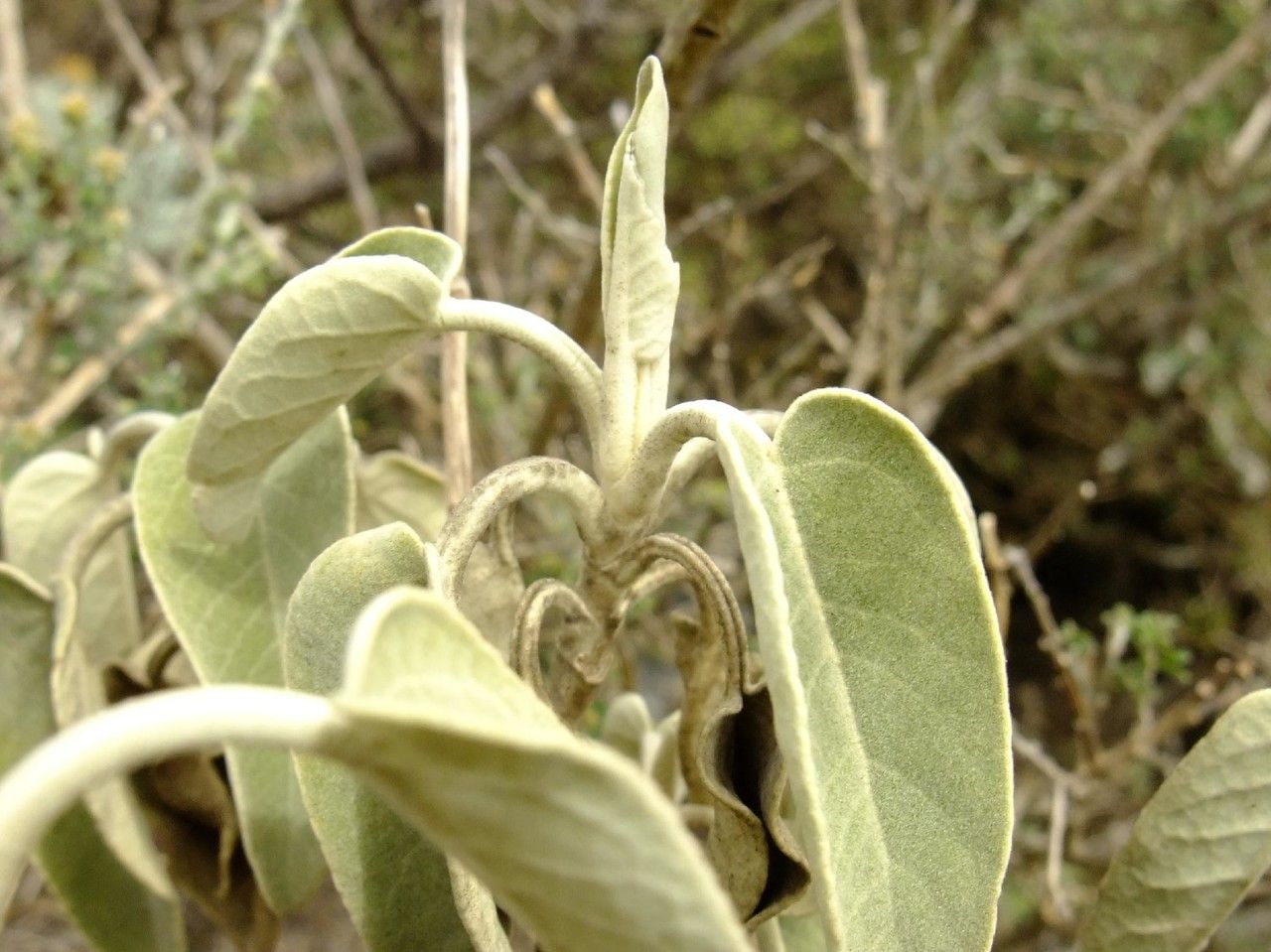 Sideritis dendrochahorra — search result for 'Sideritis'