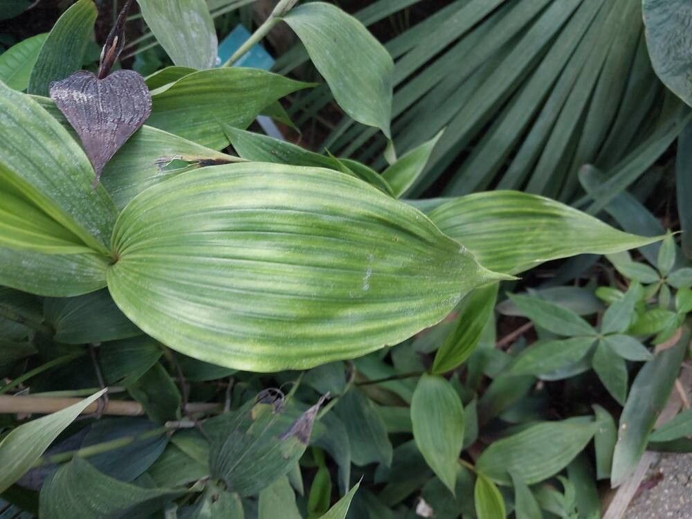 Sobralia powellii leaf