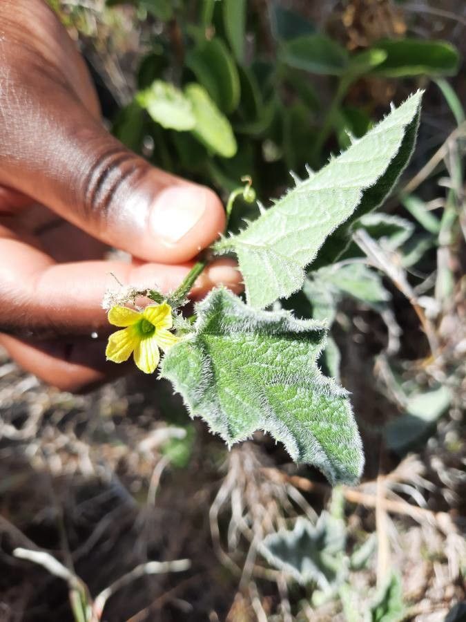 Cucumis prophetarum flower