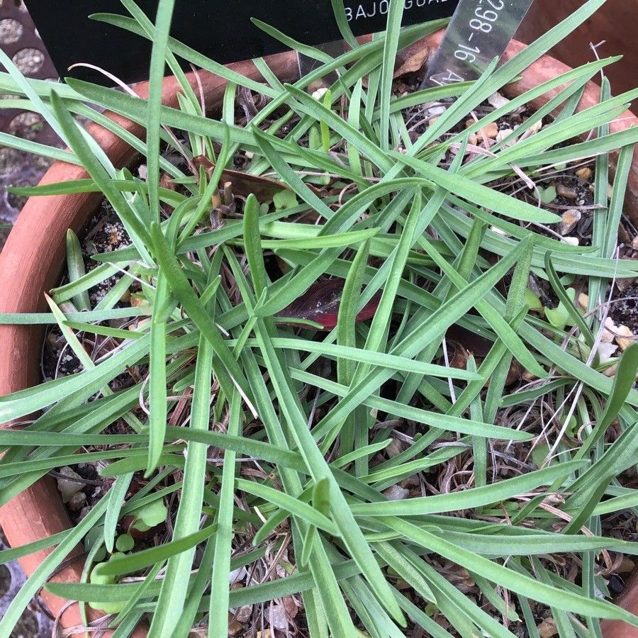 Armeria hispalensis — houseplant care guide