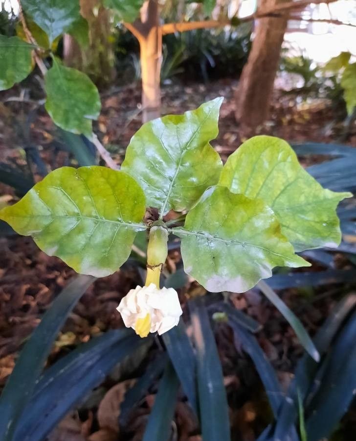 Gardenia thunbergia flower