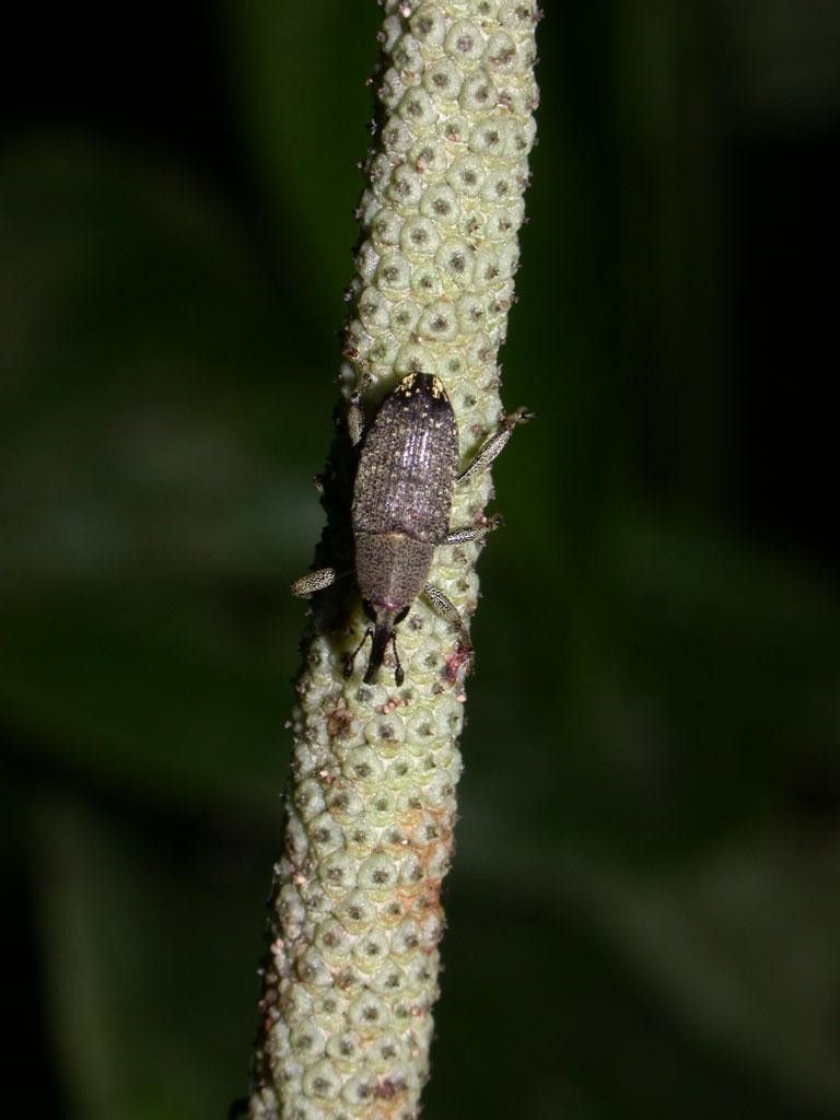 Piper sinuatifolium bark