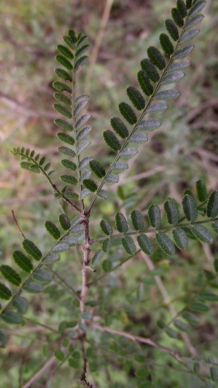 Eysenhardtia texana leaf