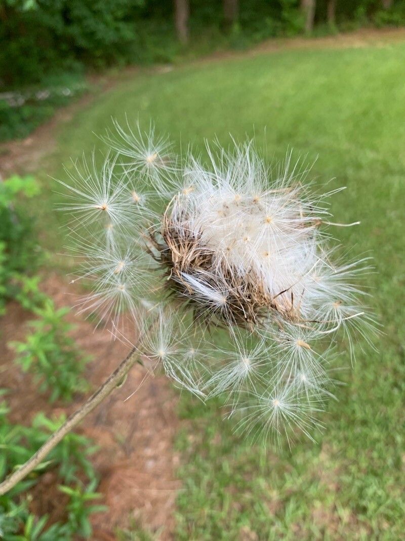 Cirsium texanum fruit