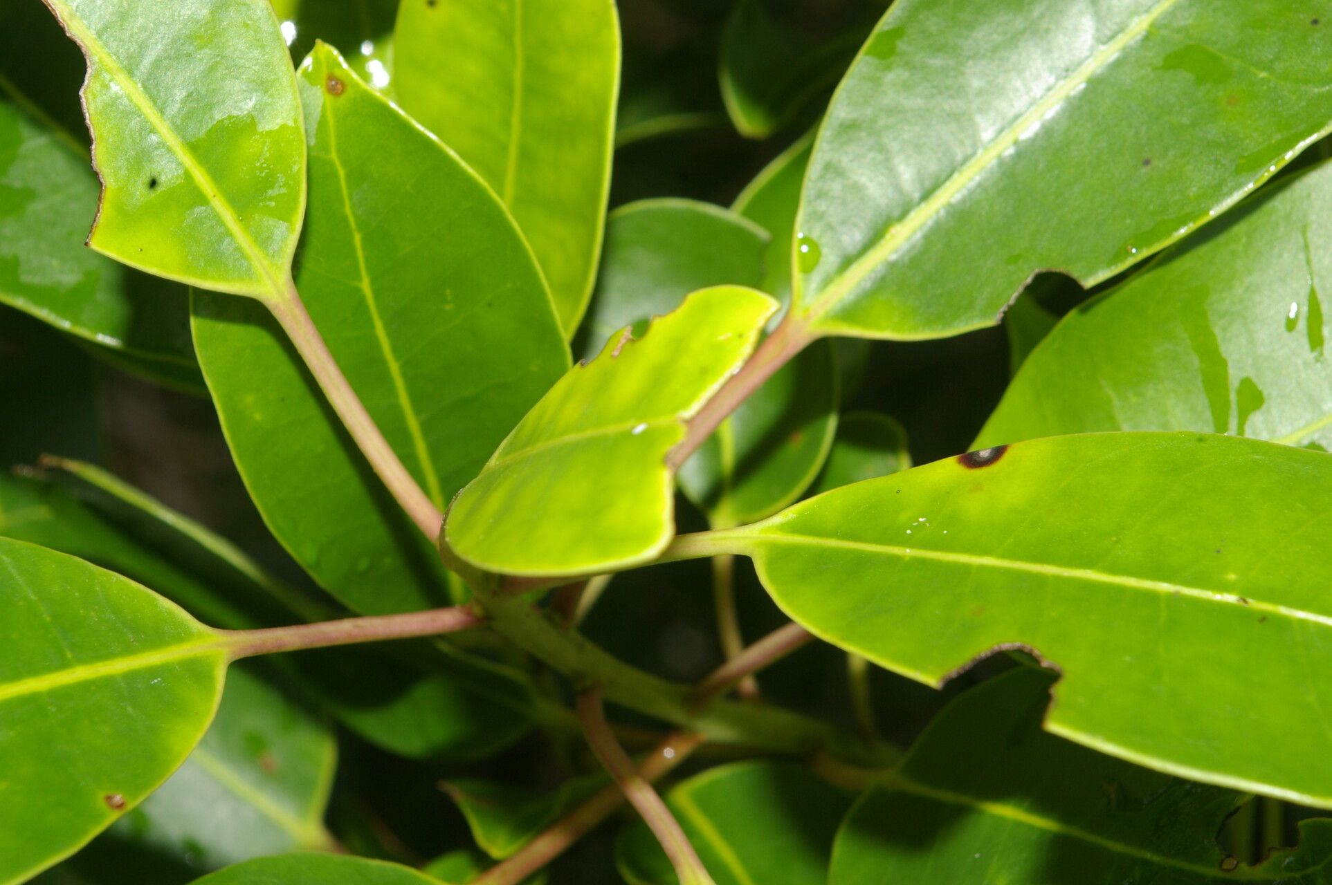 Ilex costaricensis habit