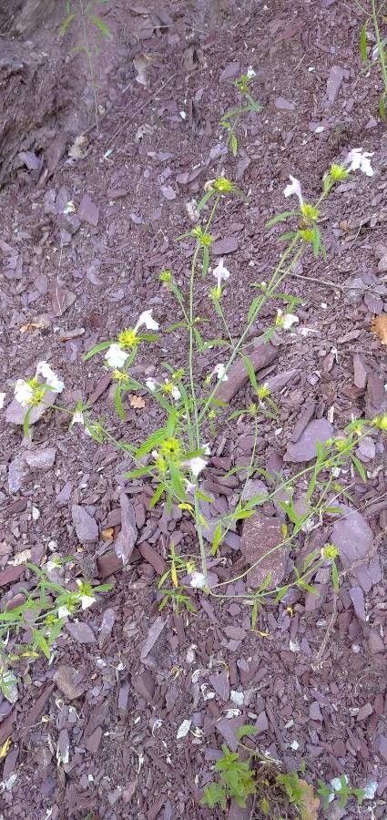 Galeopsis reuteri — houseplant care guide