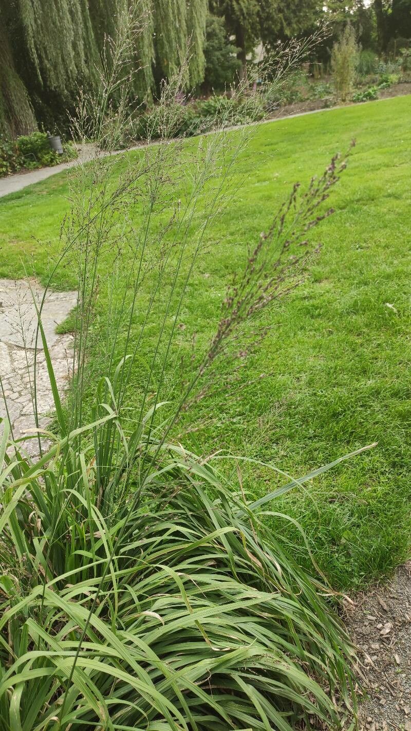 Molinia arundinacea habit