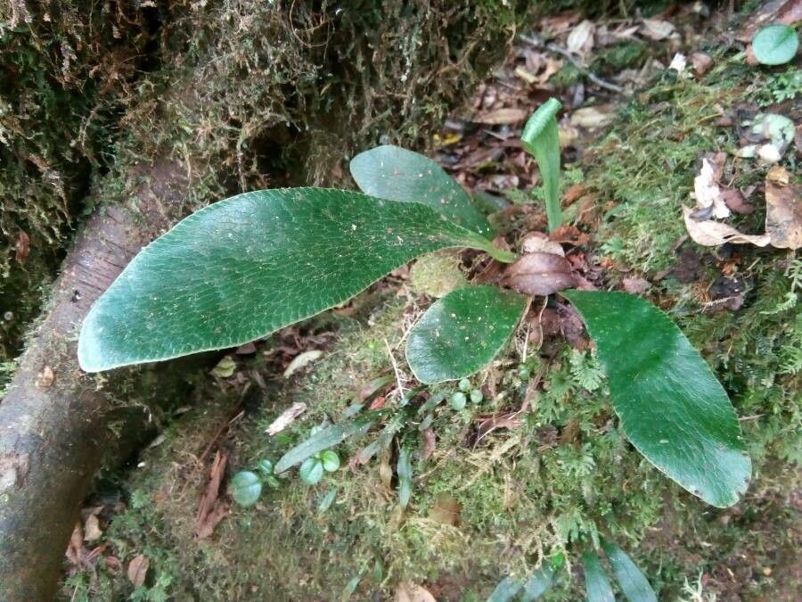 Antrophyum boryanum — related species from the same genus