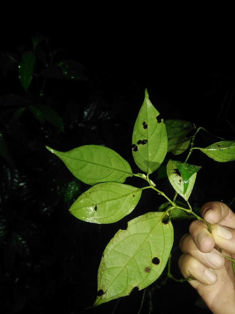 Piper decurrens — houseplant care guide