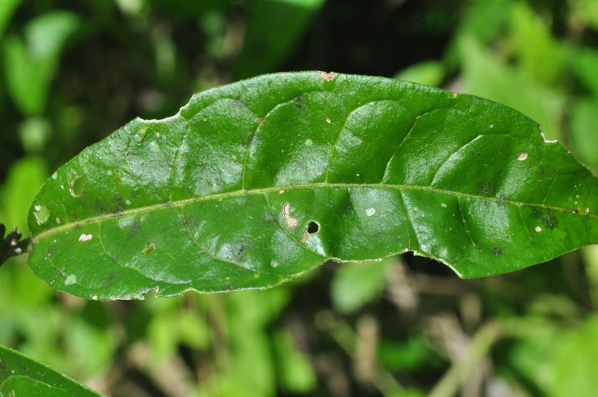 Aegiphila vitelliniflora — houseplant care guide