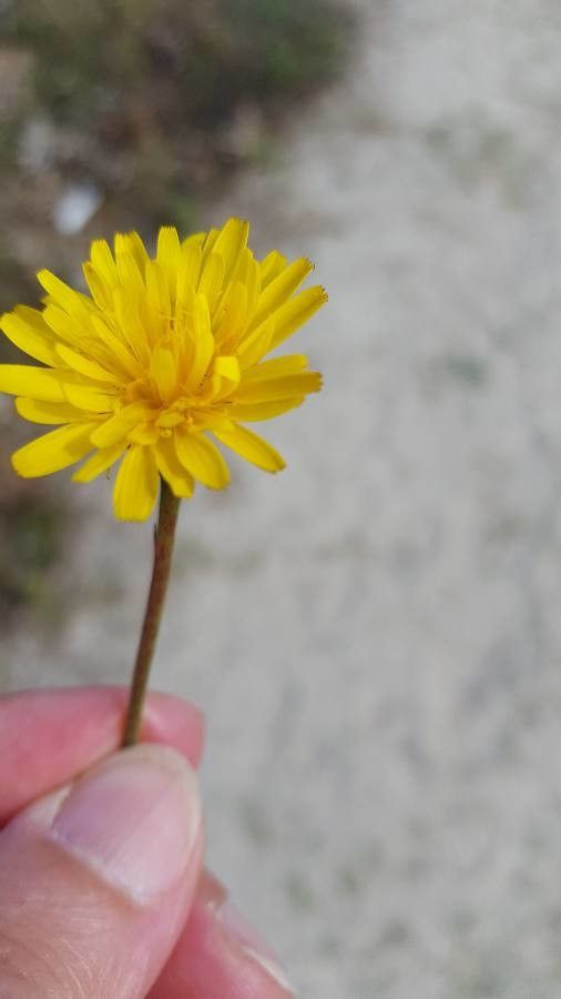 Hyoseris taurina flower