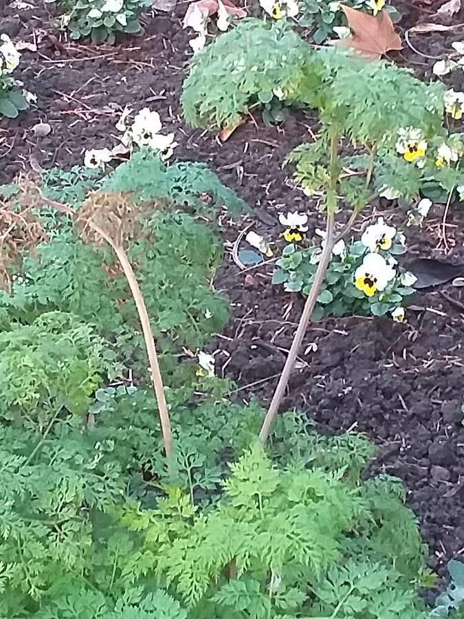 Selinum wallichianum habit