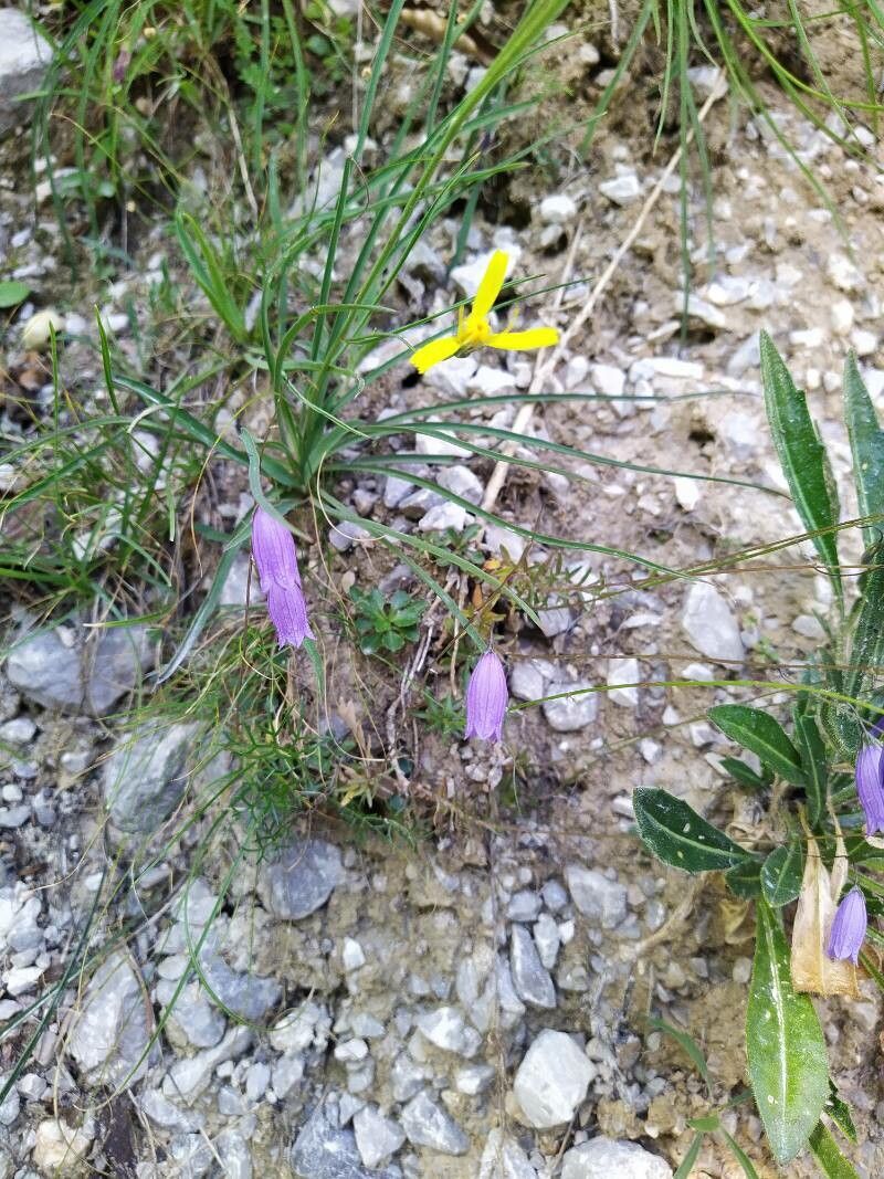 Campanula stenocodon flower