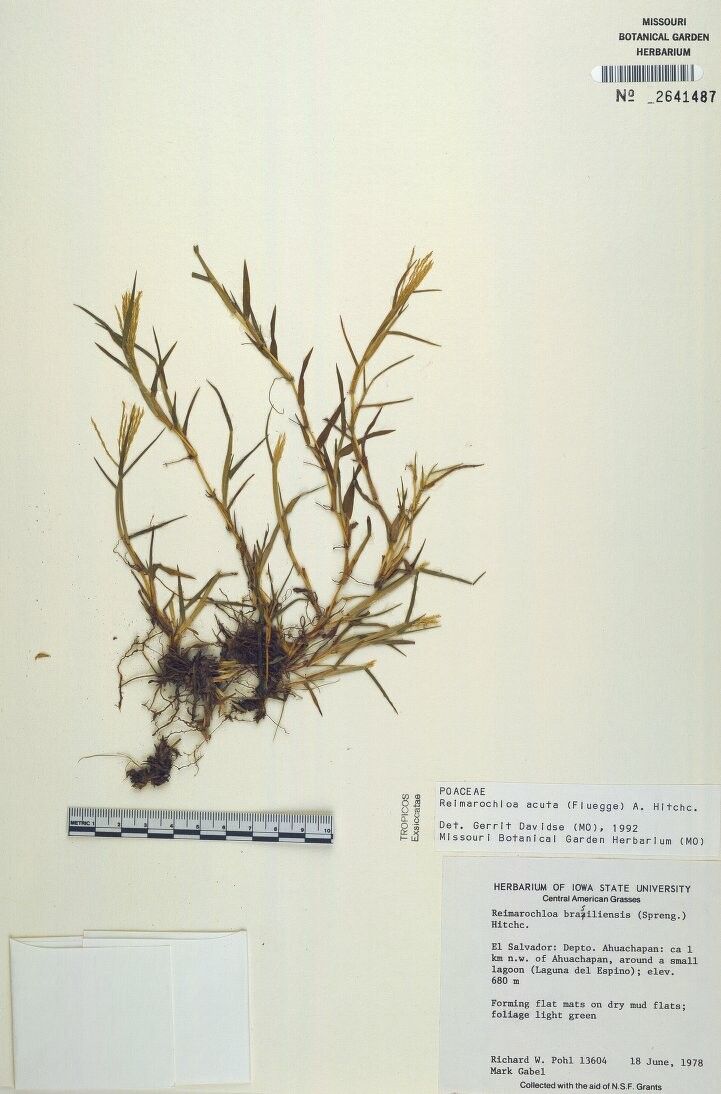 Paspalum stagnophilum other