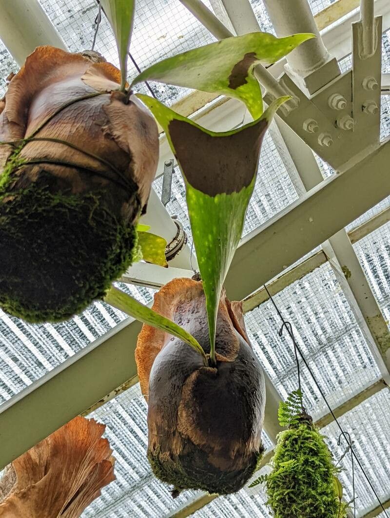 Platycerium ellisii — houseplant care guide