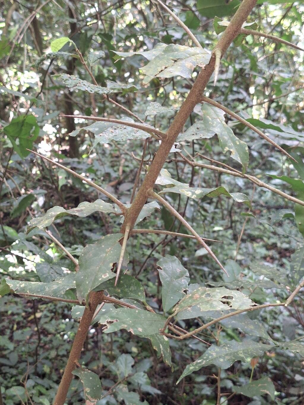 Scolopia rhamniphylla bark