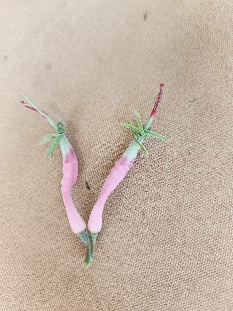 Plicosepalus meridianus — related species from the same genus