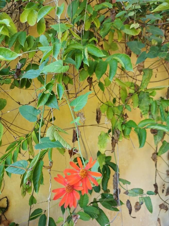 Pseudogynoxys chenopodioides — houseplant care guide