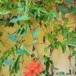 Pseudogynoxys chenopodioides