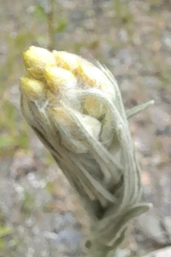 Pseudognaphalium leucopeplum flower